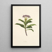 Poahanui - Isabella McHutcheson Sinclair — gerahmtes Bild an der Wand