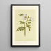 Puakala - Isabella McHutcheson Sinclair — gerahmtes Bild an der Wand