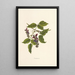 Puakauhi - Isabella McHutcheson Sinclair — gerahmtes Bild an der Wand