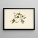 Uala - Isabella McHutcheson Sinclair — gerahmtes Bild an der Wand