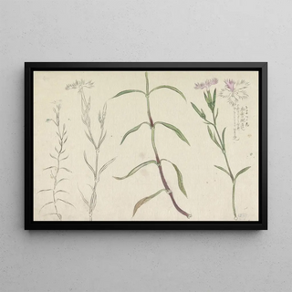 Ishikawa Kazan - Schetsblad met studies van een wilde anjelier.webp