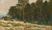 Wald aus Kiefern - Ivan Ivanovich Shishkin — Ansicht des Kunstwerks
