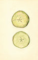 Malus domestica - John F. Brewer — Ansicht des Kunstwerks