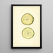 Malus domestica - John F. Brewer — gerahmtes Bild an der Wand