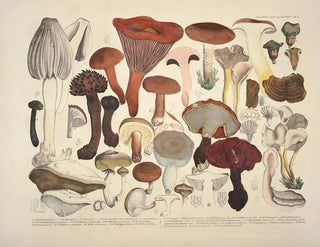 J V Krombholz - Naturgetreue Abblidungen und Beschreibungen der essbaren schadlichen und verdachtigen Schwamme Pl04.webp