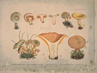 J V Krombholz - Naturgetreue Abblidungen und Beschreibungen der essbaren schadlichen und verdachtigen Schwamme Pl11.webp