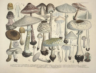 J V Krombholz - Naturgetreue Abblidungen und Beschreibungen der essbaren schadlichen und verdachtigen Schwamme Pl24.webp
