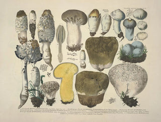 J V Krombholz - Naturgetreue Abblidungen und Beschreibungen der essbaren schadlichen und verdachtigen Schwamme Pl30.webp