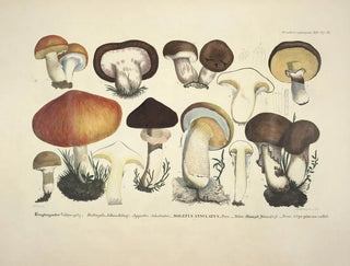 J V Krombholz - Naturgetreue Abblidungen und Beschreibungen der essbaren schadlichen und verdachtigen Schwamme Pl33.webp