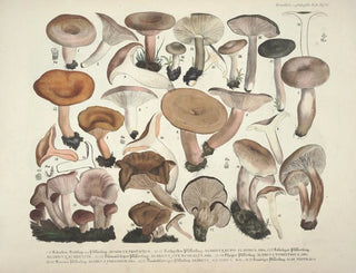 J V Krombholz - Naturgetreue Abblidungen und Beschreibungen der essbaren schadlichen und verdachtigen Schwamme Pl40.webp