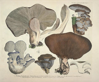 J V Krombholz - Naturgetreue Abblidungen und Beschreibungen der essbaren schadlichen und verdachtigen Schwamme Pl41.webp