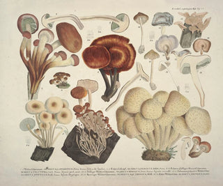 J V Krombholz - Naturgetreue Abblidungen und Beschreibungen der essbaren schadlichen und verdachtigen Schwamme Pl44.webp