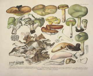J V Krombholz - Naturgetreue Abblidungen und Beschreibungen der essbaren schadlichen und verdachtigen Schwamme Pl48.webp