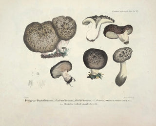 J V Krombholz - Naturgetreue Abblidungen und Beschreibungen der essbaren schadlichen und verdachtigen Schwamme Pl49.webp