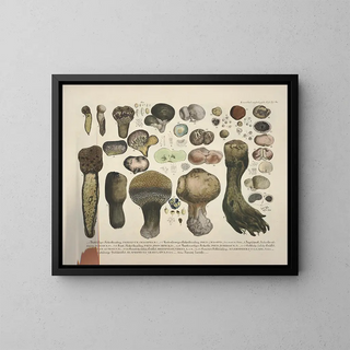 J V Krombholz - Naturgetreue Abblidungen und Beschreibungen der essbaren schadlichen und verdachtigen Schwamme Pl60.webp