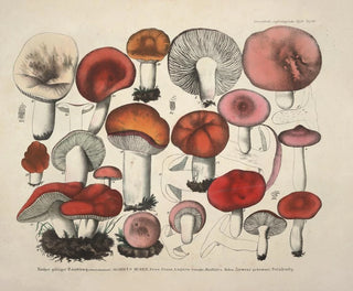 J V Krombholz - Naturgetreue Abblidungen und Beschreibungen der essbaren schadlichen und verdachtigen Schwamme Pl65.webp