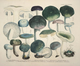 J V Krombholz - Naturgetreue Abblidungen und Beschreibungen der essbaren schadlichen und verdachtigen Schwamme Pl67.webp