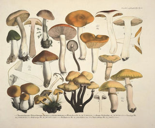 J V Krombholz - Naturgetreue Abblidungen und Beschreibungen der essbaren schadlichen und verdachtigen Schwamme Pl73.webp
