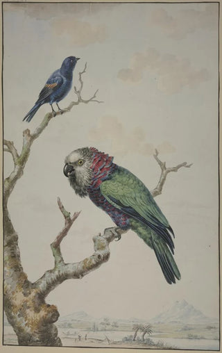 Jabes Heenck - A RedFan Parrot Deroptyus accipitrinus and a TawnyShouldered Blackbird Agelaius humeralis.webp