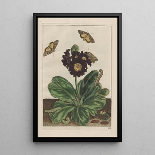 Jacob LAdmiral - Naauwkeurige Waarneemingen van veele gestaltverwisselende gekorvene diertjes Pl08.webp