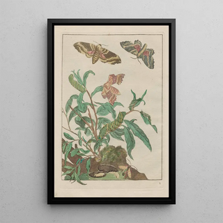 Jacob LAdmiral - Naauwkeurige Waarneemingen van veele gestaltverwisselende gekorvene diertjes Pl10.webp