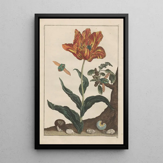 Jacob LAdmiral - Naauwkeurige Waarneemingen van veele gestaltverwisselende gekorvene diertjes Pl12.webp