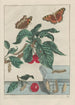 L genaue Beobachtungen vieler kleiner metamorphosierter Tiere Pl15 - Jacob L'Admiral — Ansicht des Kunstwerks