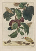 Präzise Beobachtungen zahlreicher kleiner, metamorphosierter Tiere Pl18 - Jacob L'Admiral — Ansicht des Kunstwerks