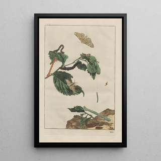 Jacob LAdmiral - Naauwkeurige Waarneemingen van veele gestaltverwisselende gekorvene diertjes Pl21.webp