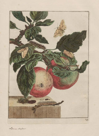 Jacob LAdmiral - Naauwkeurige waarneemingen omtrent de veranderingen van veele insekten of gekorvene diertjes Pl05.webp