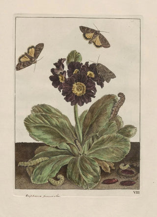 Jacob LAdmiral - Naauwkeurige waarneemingen omtrent de veranderingen van veele insekten of gekorvene diertjes Pl09.webp