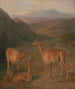 Vigognes - Jacques-Laurent Agasse — Ansicht des Kunstwerks