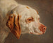 Kopf eines weißen und braunen Jagdhundes - Jacques-Raymond Brascassat — Ansicht des Kunstwerks