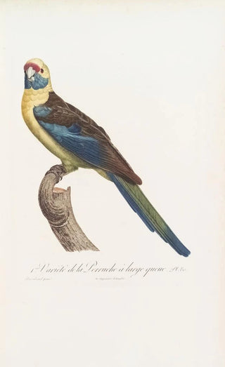 Jacques Barraband - 1ere Varit de la Perruche large queue.webp