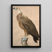 Braun-geier - Jacques Barraband — gerahmtes Bild an der Wand