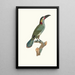 L'Aracari Koulik Weibchen - Jacques Barraband — gerahmtes Bild an der Wand