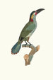 L'Aracari Koulik Weibchen - Jacques Barraband — Ansicht des Kunstwerks