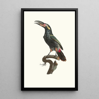 Jacques Barraband - LAracari Koulik mle de la Guyane.webp