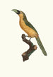 L'Aracari baillon - Jacques Barraband — Ansicht des Kunstwerks