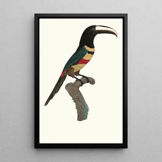 Jacques Barraband - LAracari double ceinture.webp