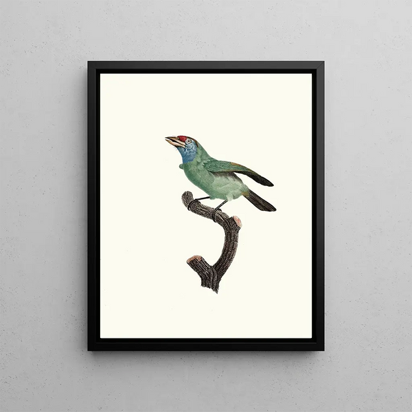 Der Bartvogel Weibchen - Jacques Barraband — gerahmtes Bild an der Wand