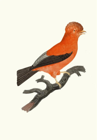 Jacques Barraband - Le Coq de roche du Prou.webp