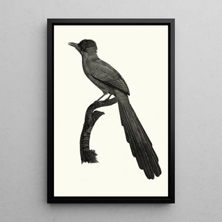 Jacques Barraband - Le Momot domb.webp