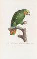 Der Papagei Aourou Cauraou - Jacques Barraband — Ansicht des Kunstwerks