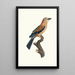 Der bunte Uhu aus Afrika junges Alter - Jacques Barraband — gerahmtes Bild an der Wand