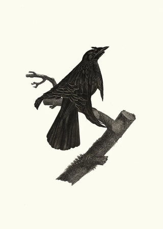 Jacques Barraband - Le Superbe talant ses parures.webp