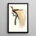 Der kleine Paradiesvogel smaragd männlich - Jacques Barraband — gerahmtes Bild an der Wand