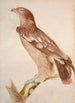 Aigle tacheté - Jacques Barraband — Ansicht des Kunstwerks