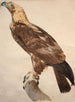 L'Aigle de Thèbes - Jacques Barraband — Ansicht des Kunstwerks