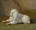 Portrait eines Pudel - Jakob Philipp Hackert — Ansicht des Kunstwerks